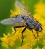274278 – Photo : Christian Berquer – France (50)